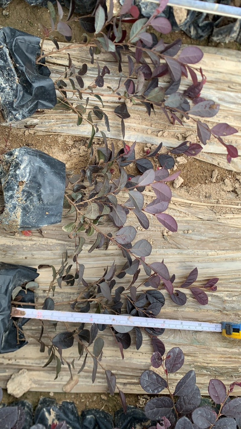 红花继木，红花继木球，红七基地直销一手货源