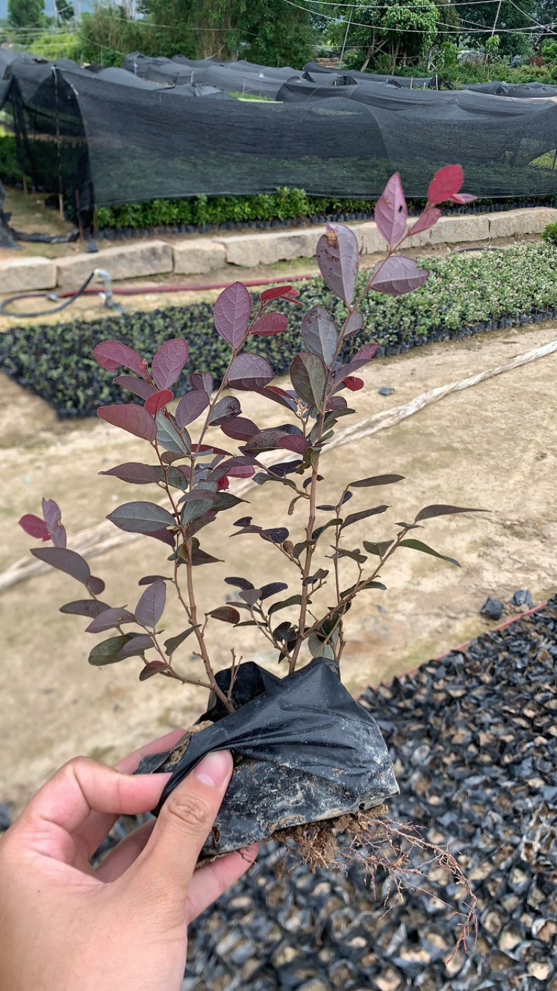 红花继木，红花继木球，红七基地直销一手货源