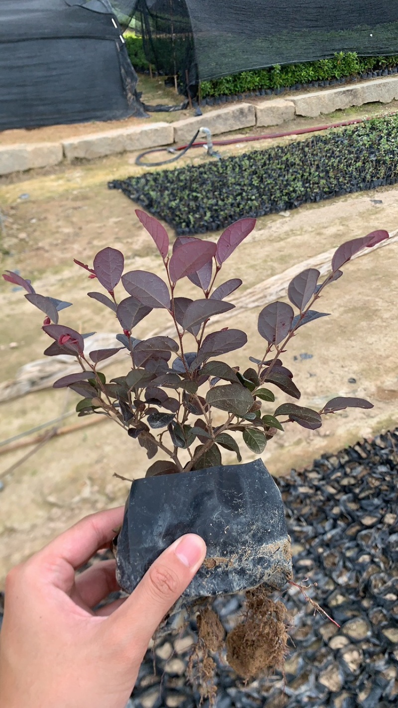 红花继木，红花继木球，红七基地直销一手货源