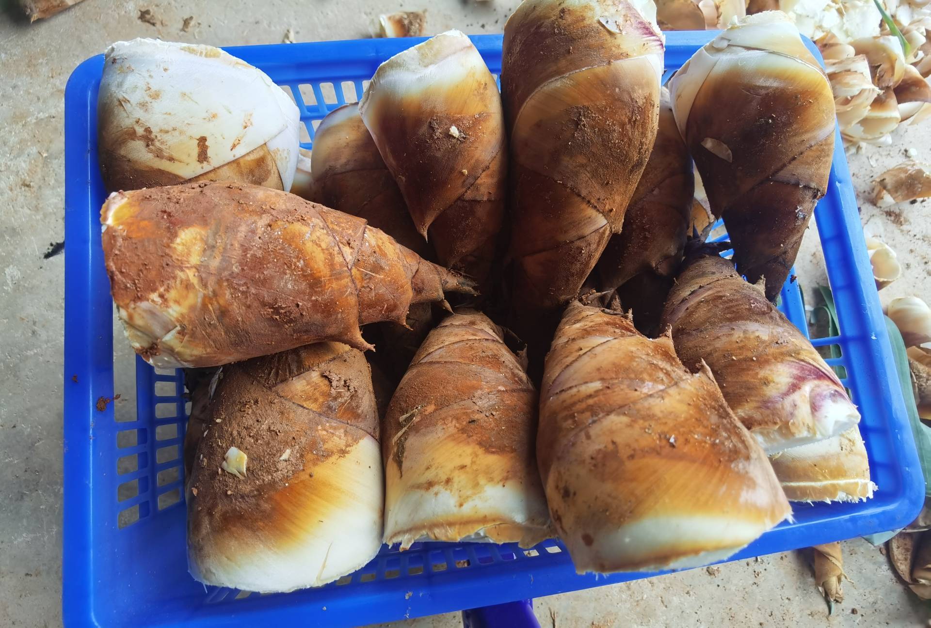 处理后的甜玉米笋整齐摆放于案板上,表面湿润,颜色翠绿 处理后的甜玉米笋