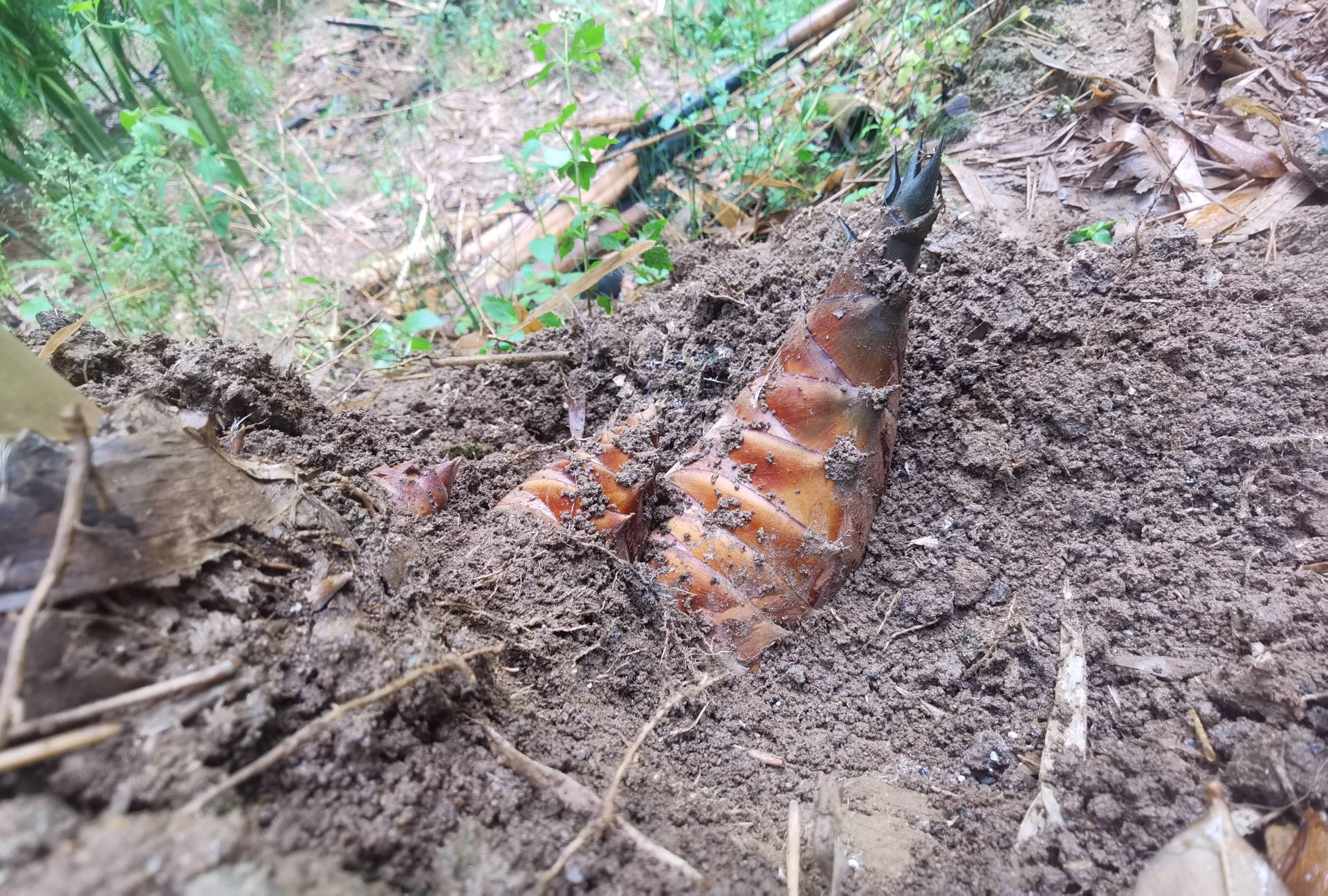 一株刚从土中挖出的黑竹笋,外层笋壳呈深褐色至近黑色,带有泥土痕迹,内部嫩芯仍为乳白色,背景为湿润的林地环境 黑竹笋特写