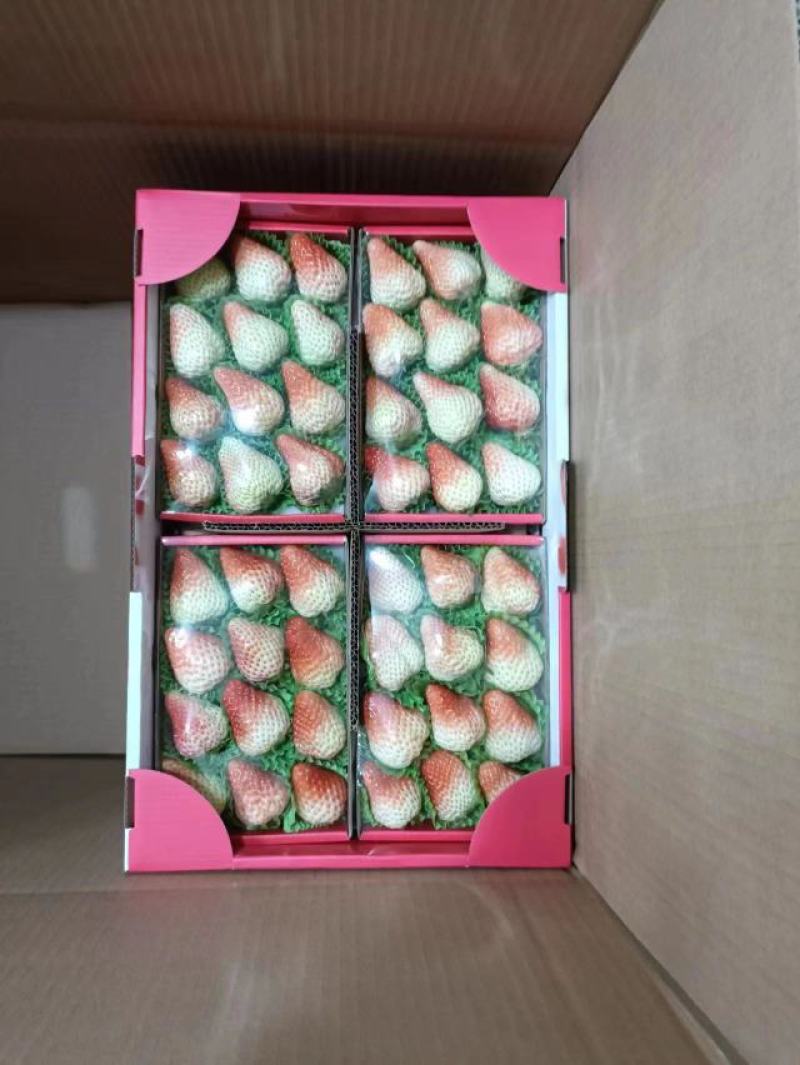云南四季草莓大量上市中产地直发精品货源欢迎下单