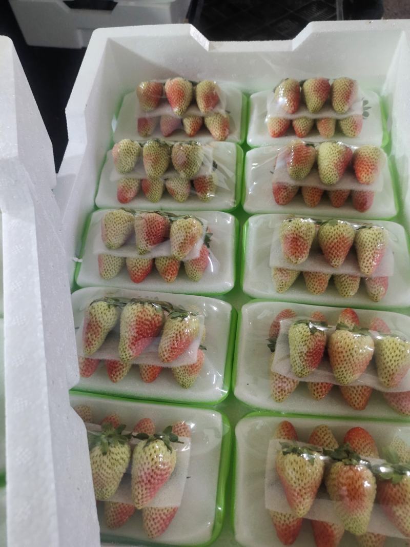 云南四季草莓大量上市中产地直发精品货源欢迎下单