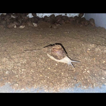 蜗牛