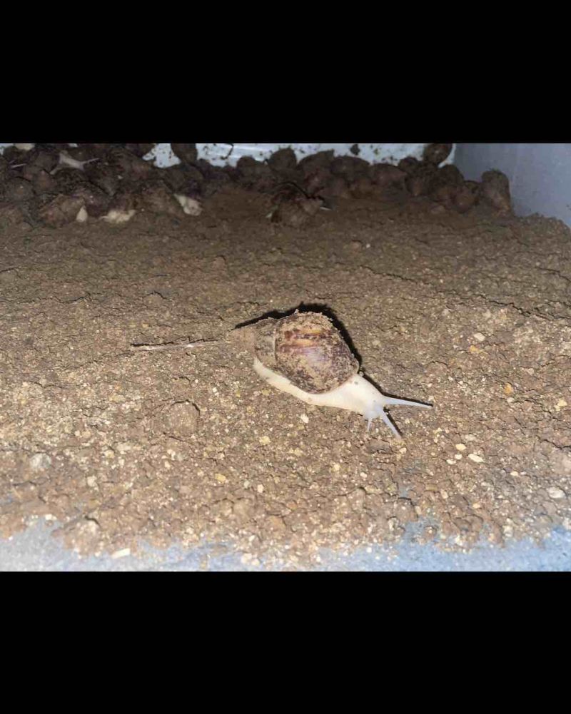 蜗牛