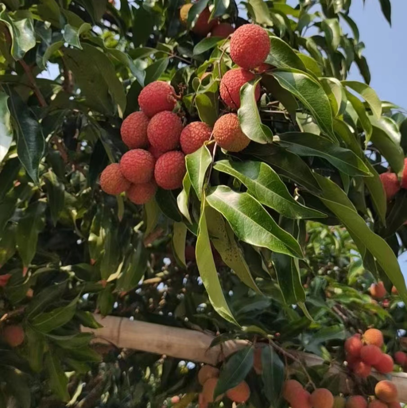 高州白糖罂荔枝每天现摘现发冷链空运包邮清甜多汁果肉厚