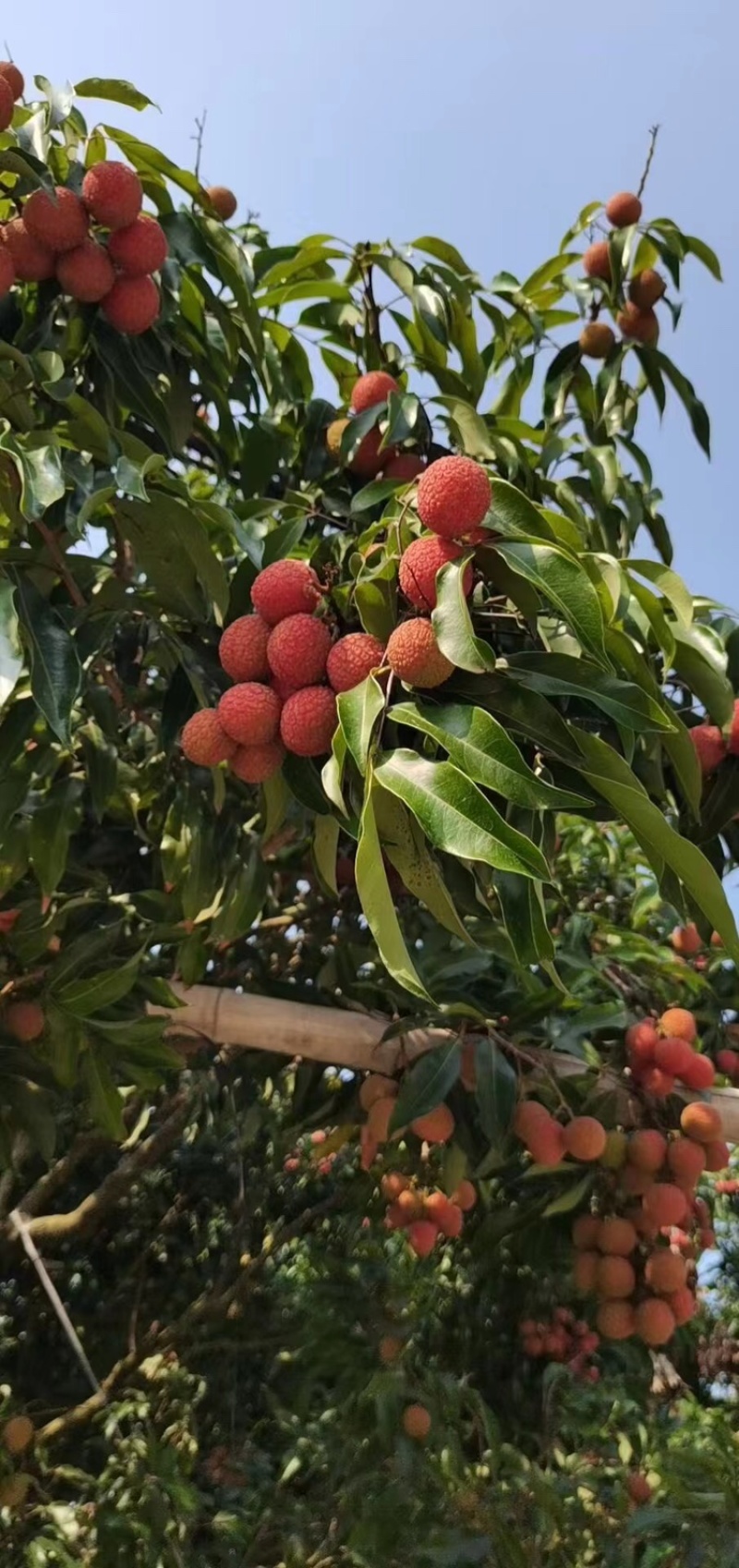 高州白糖罂荔枝每天现摘现发冷链空运包邮清甜多汁果肉厚