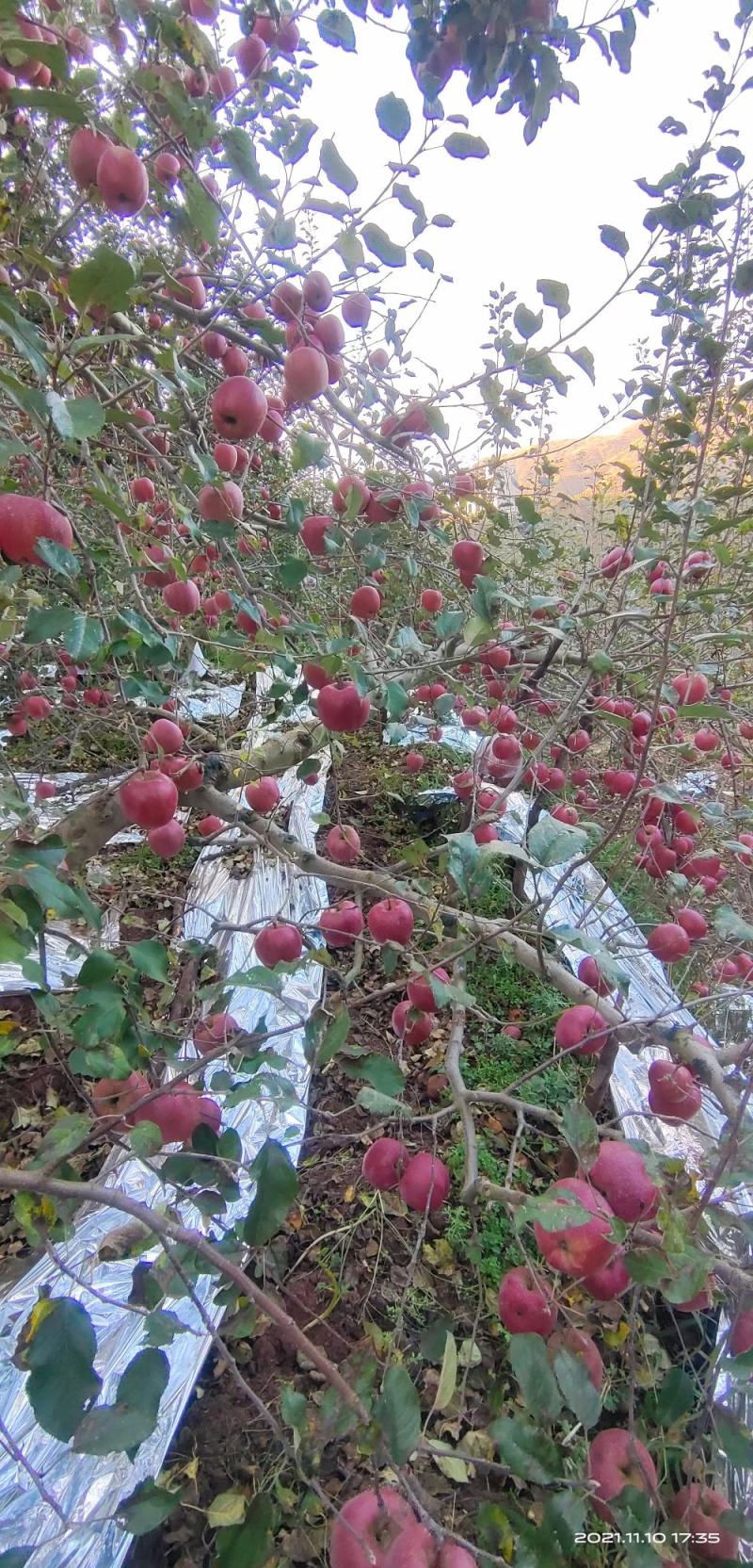 昭通的高原苹果，糖心苹果。