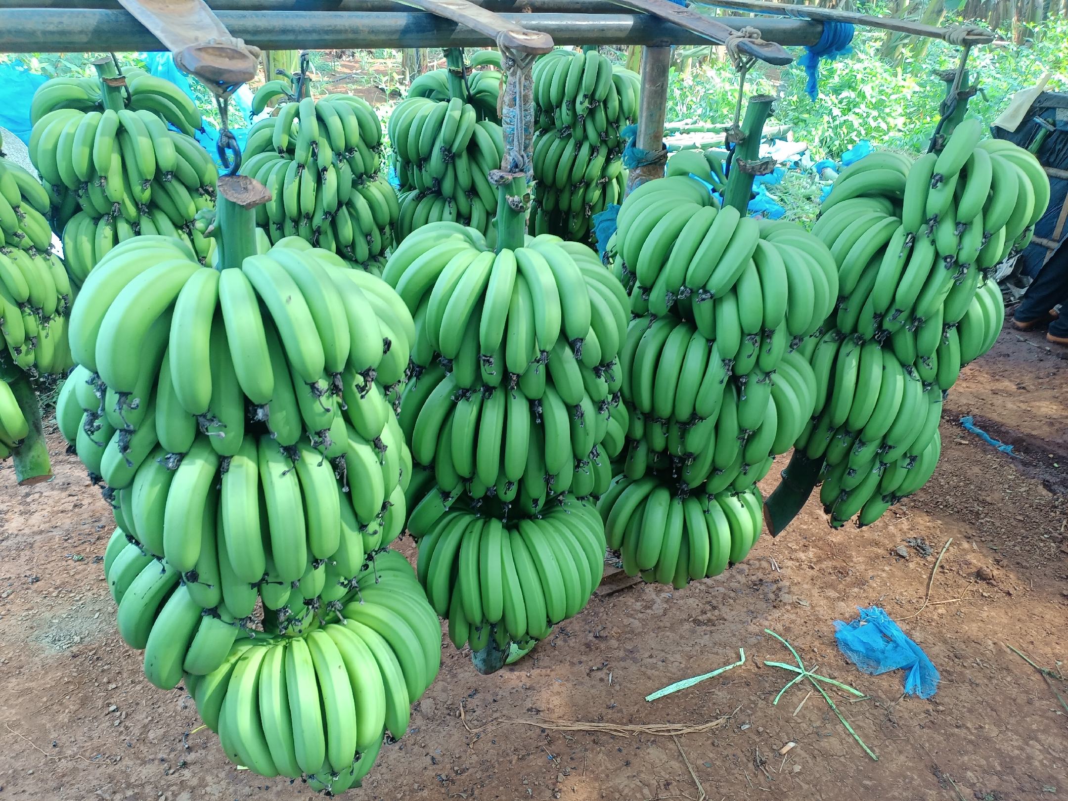 香蕉成熟阶段对比图