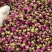 玫瑰花干泡茶特级玫瑰花茶云南金边玫瑰花干花批发泡茶喝的