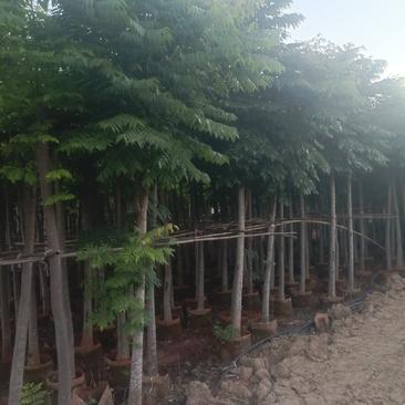 宜良天成林苗圃大量提供及配送米径8分半冠袋苗栾树