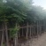 宜良天成林苗圃大量提供及配送米径8分半冠袋苗栾树