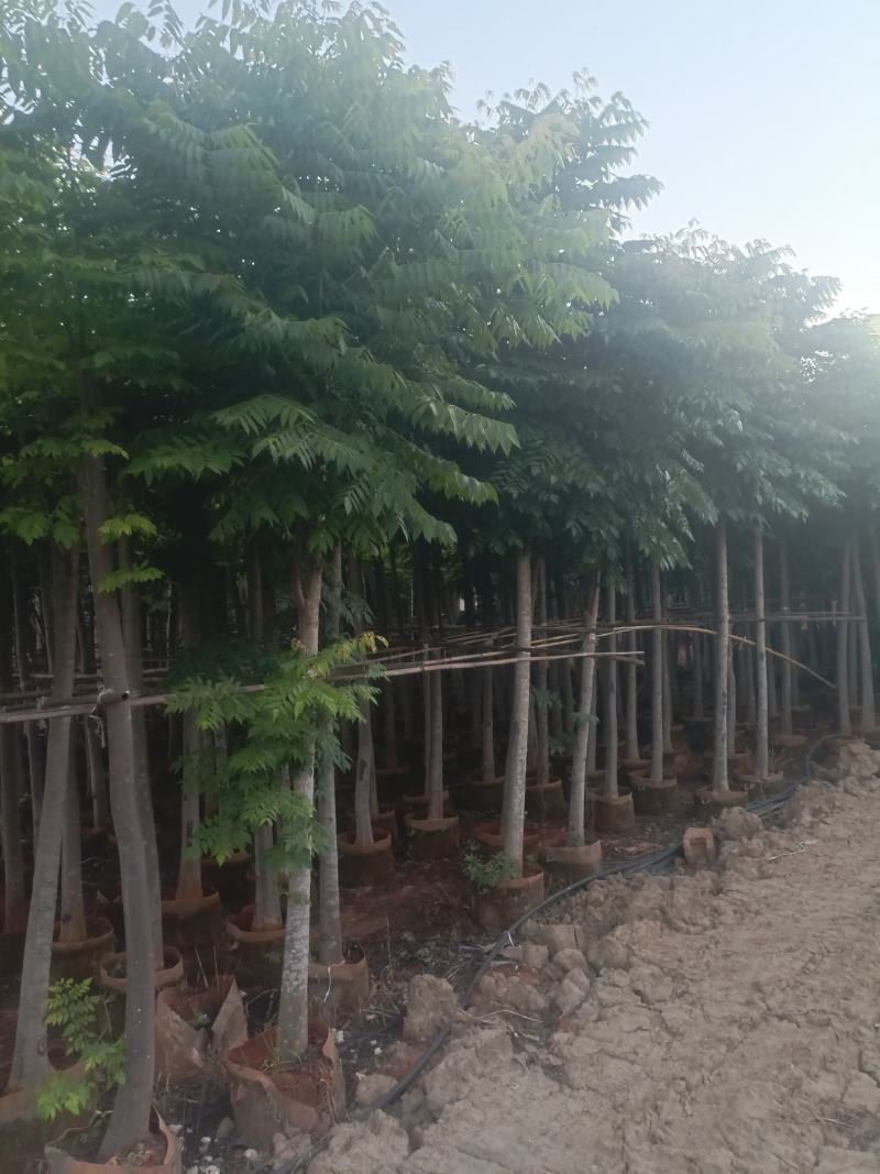宜良天成林苗圃大量提供及配送米径8分半冠袋苗栾树