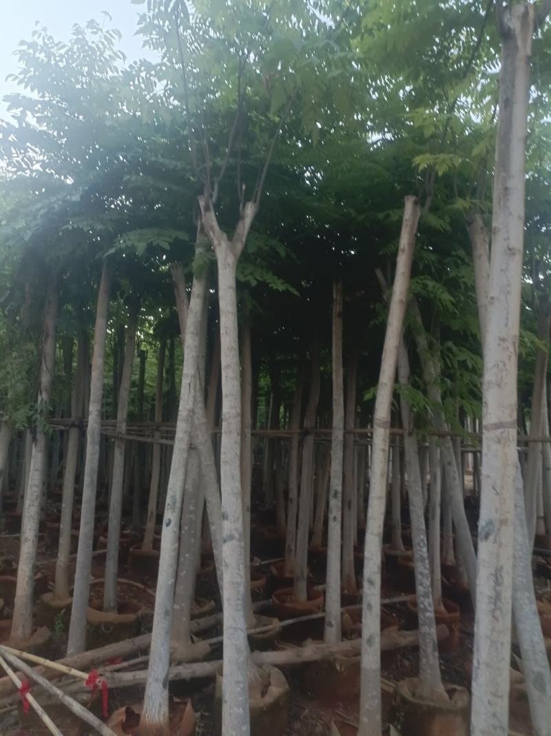 宜良天成林苗圃大量提供及配送米径8分半冠袋苗栾树