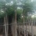 宜良天成林苗圃大量提供及配送米径8分半冠袋苗栾树