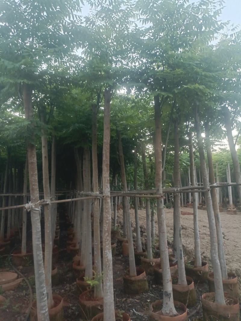 宜良天成林苗圃大量提供及配送米径8分半冠袋苗栾树