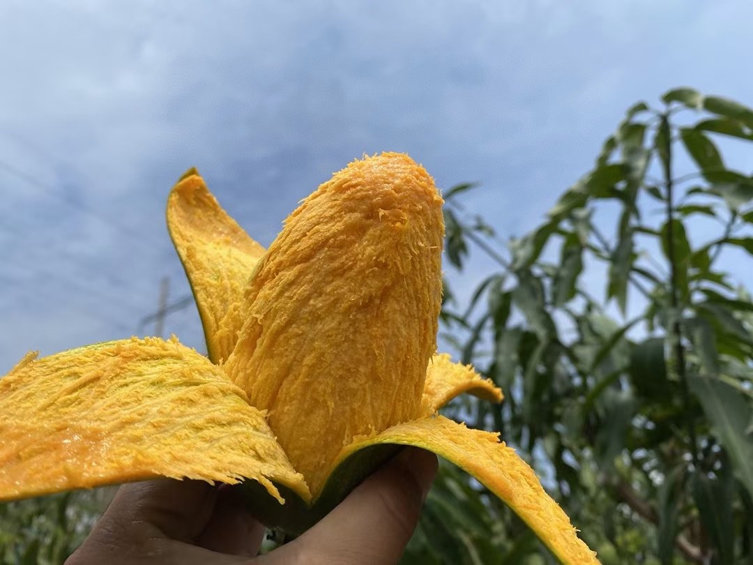 芒果果肉中的丝丝结构