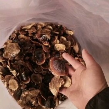 金边小灵芝