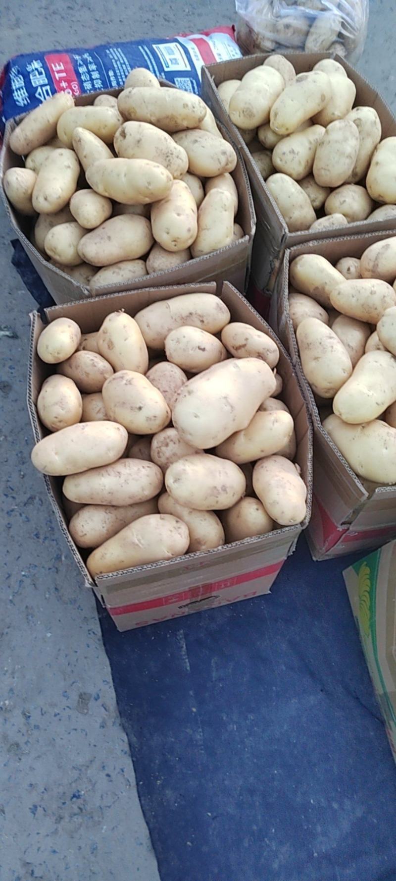 沃土5号土豆，有亮度，无班点，几两起步都有，大量供应
