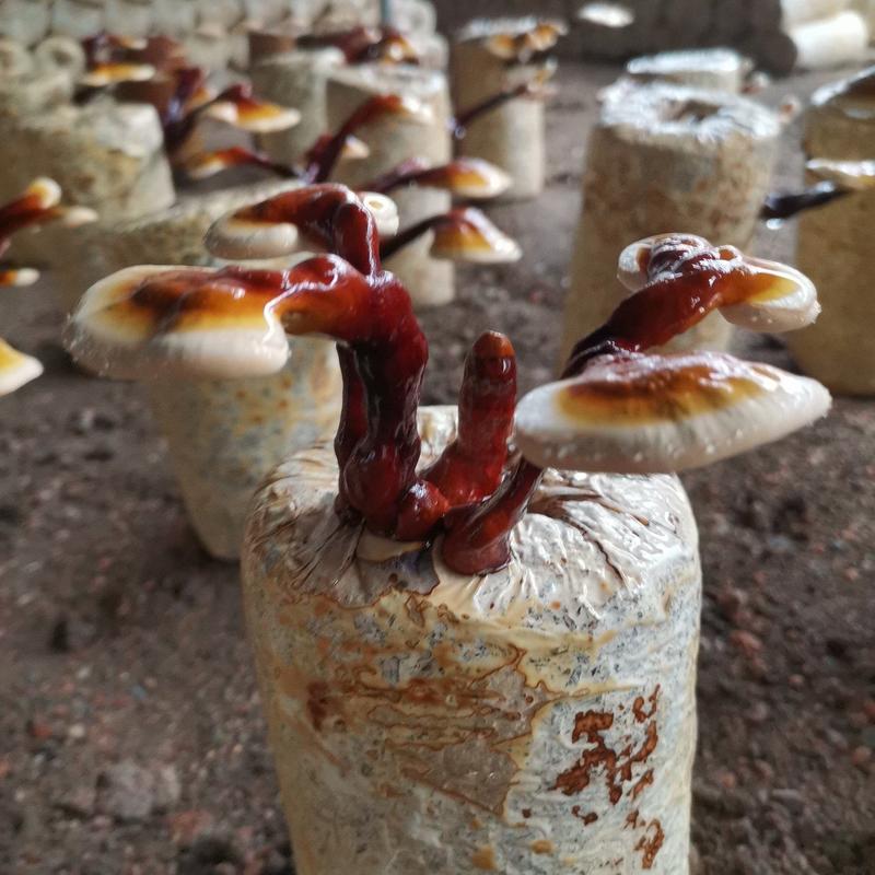 观赏药用盆景藏灵芝菌棒包，电商铺货菌棒，需预订