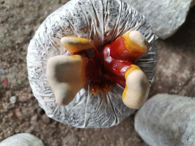 观赏药用盆景藏灵芝菌棒包，电商铺货菌棒，需预订