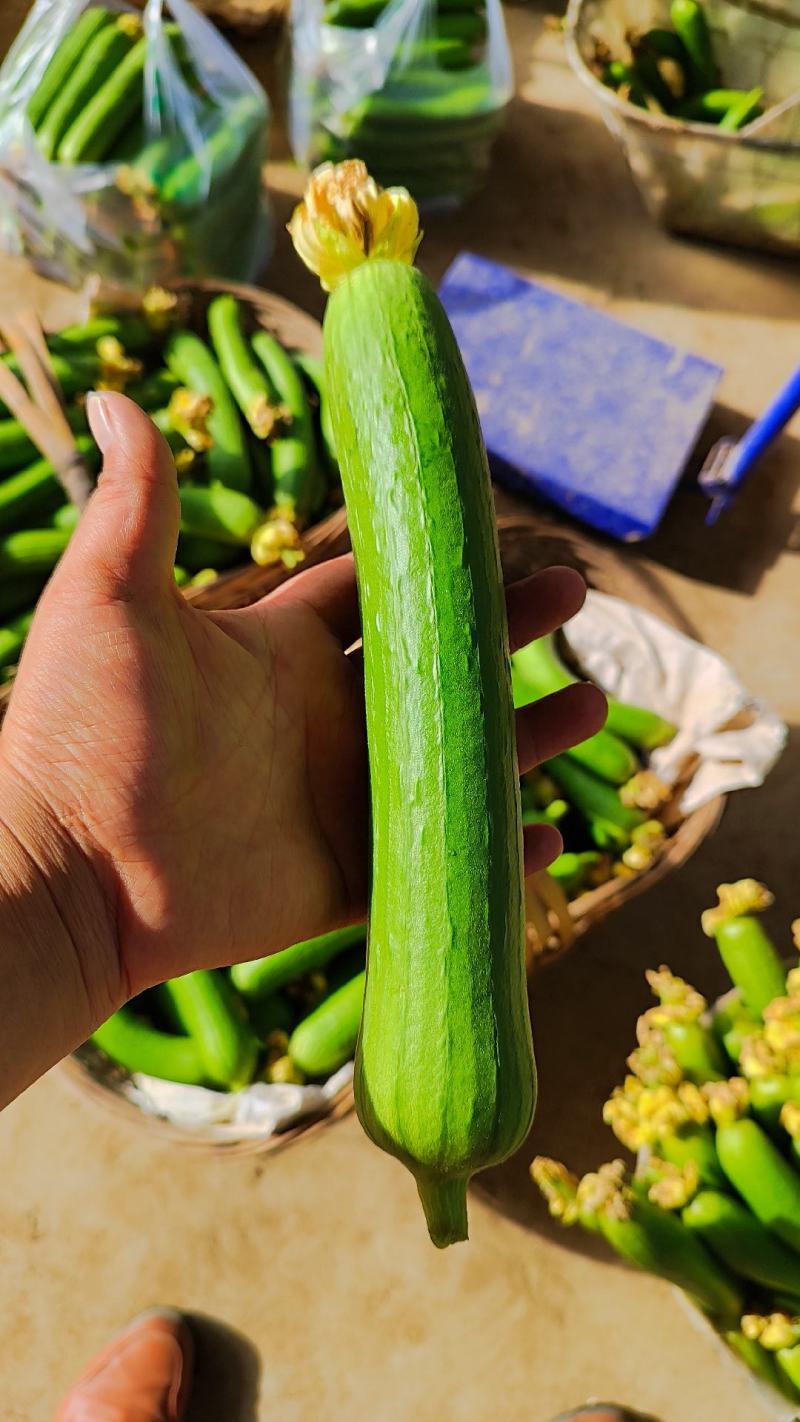 丝瓜，精品丝瓜大量上市产地直销物美价廉