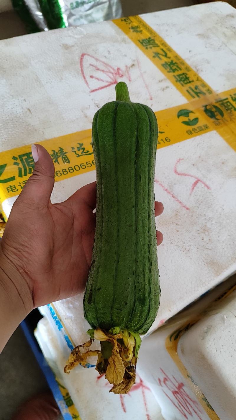 丝瓜，精品丝瓜大量上市产地直销物美价廉