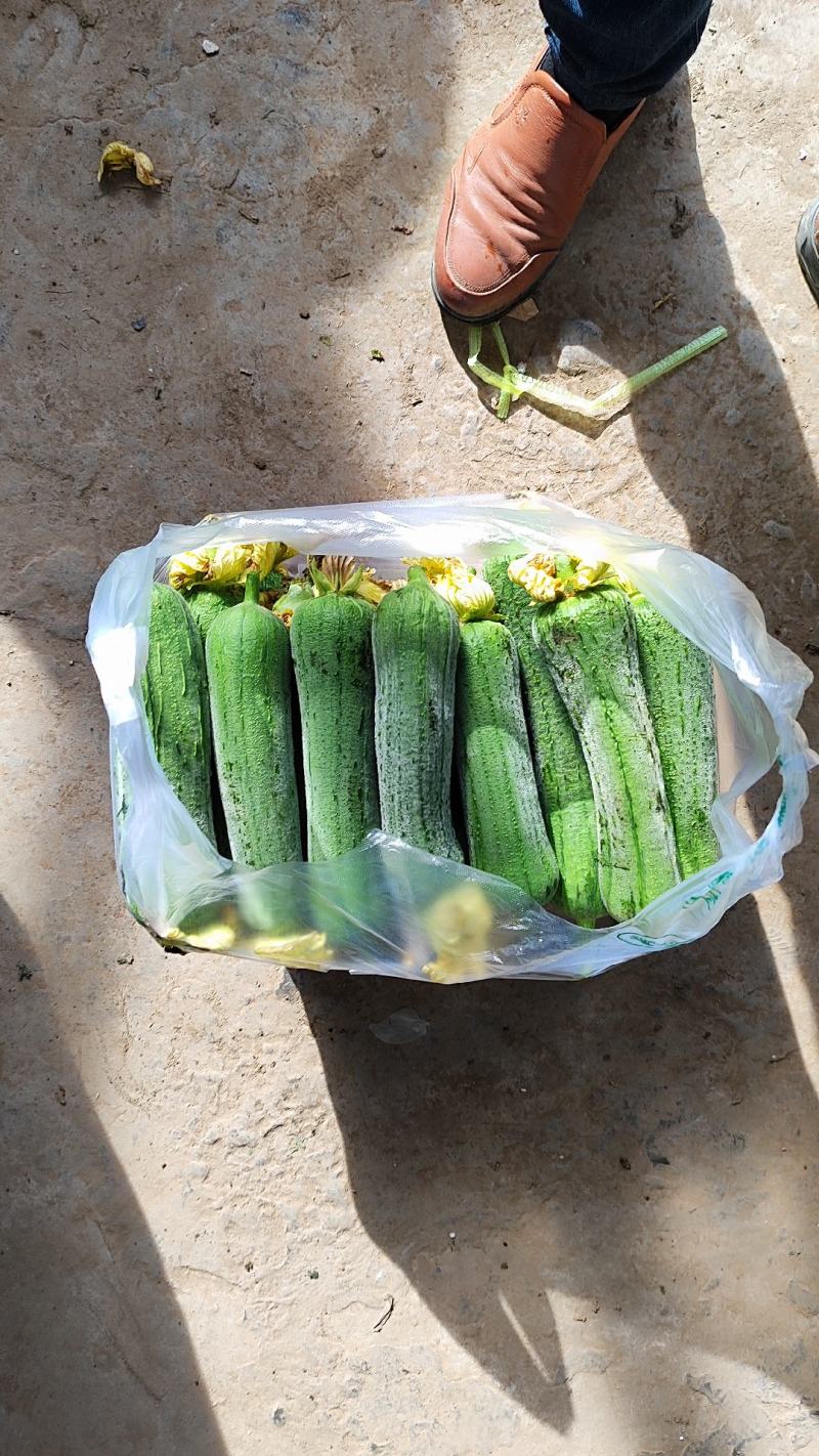 丝瓜，精品丝瓜大量上市产地直销物美价廉