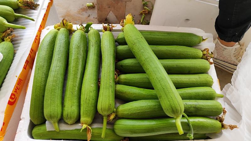 丝瓜，精品丝瓜大量上市产地直销物美价廉