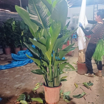 天堂鸟