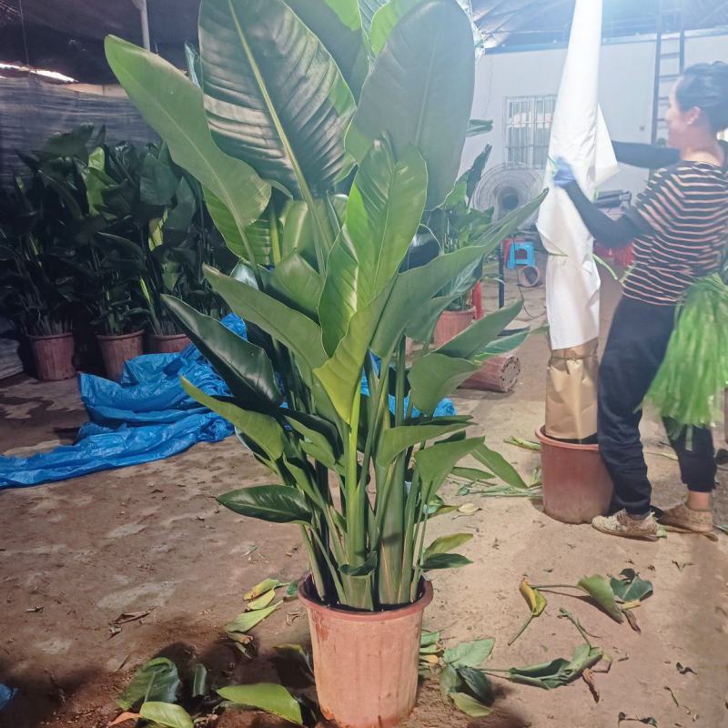 天堂鸟