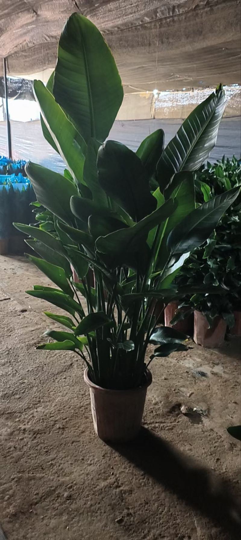 天堂鸟