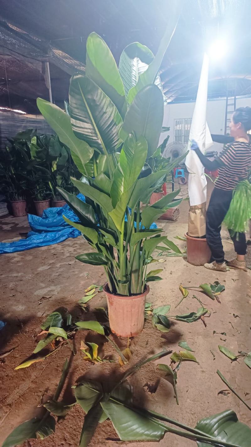天堂鸟