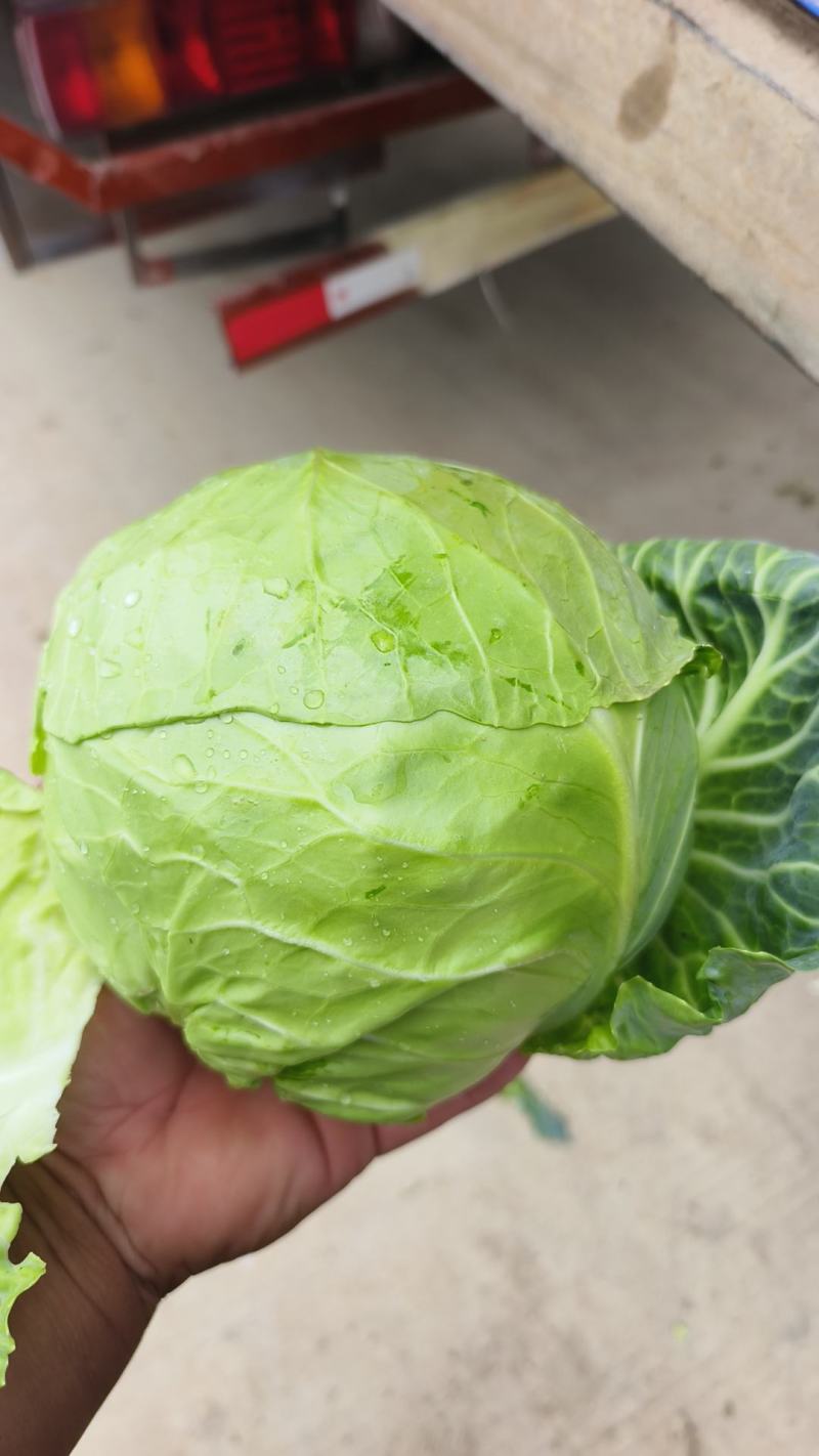 江苏甘蓝-圆包菜电商供货，一手货源产地代办，代发