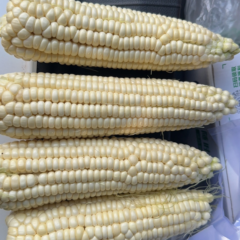 奥甜糯75
