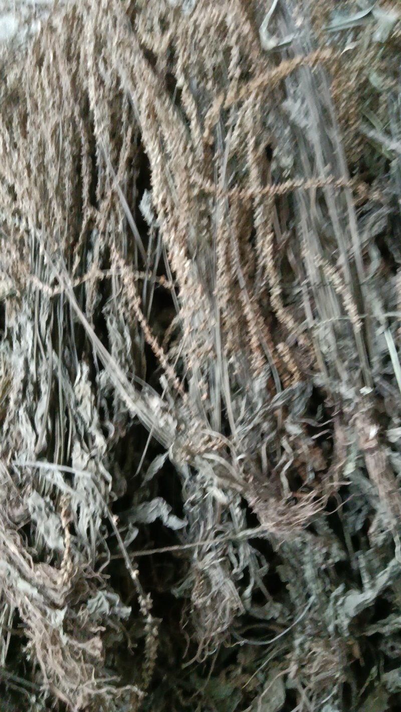 野生江西车前草