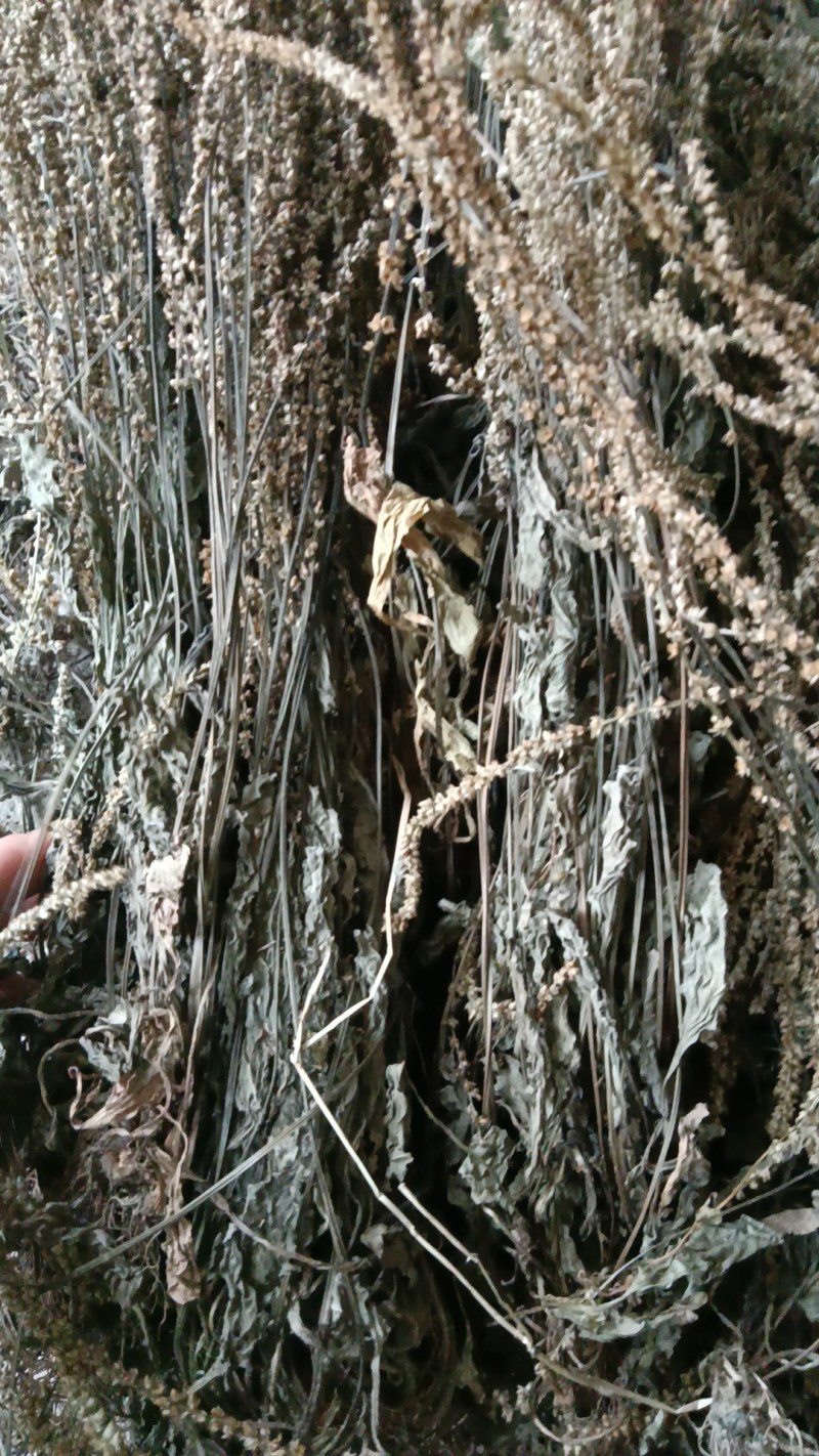 野生江西车前草