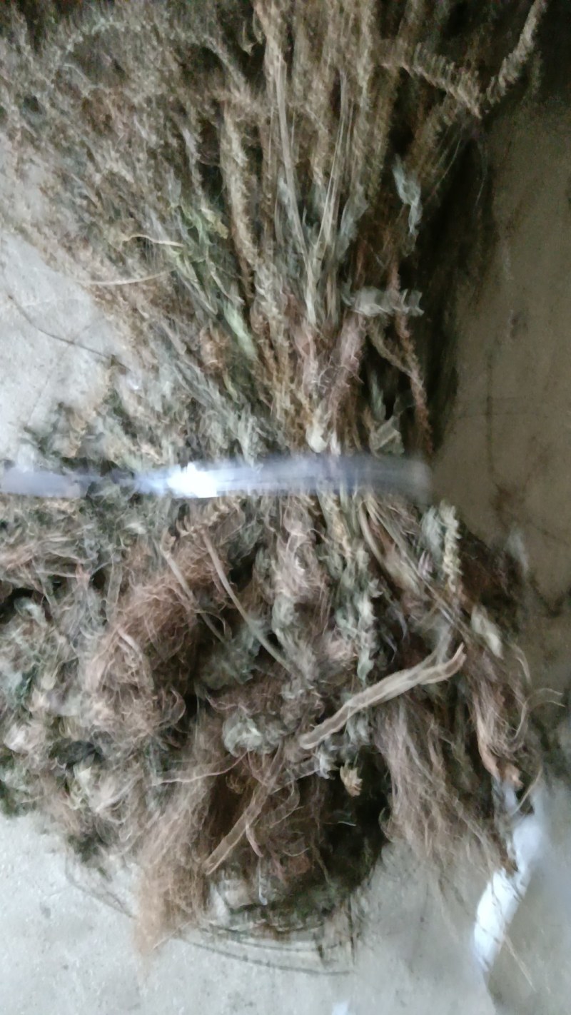 野生江西车前草