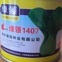 基地专用绿领1407上海青种子株型直立耐热耐湿品种整齐
