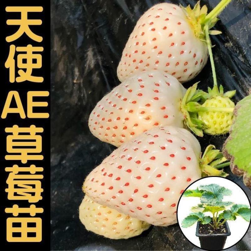 天使AE草莓苗、果子大，口感香甜，成活率高，品种优良