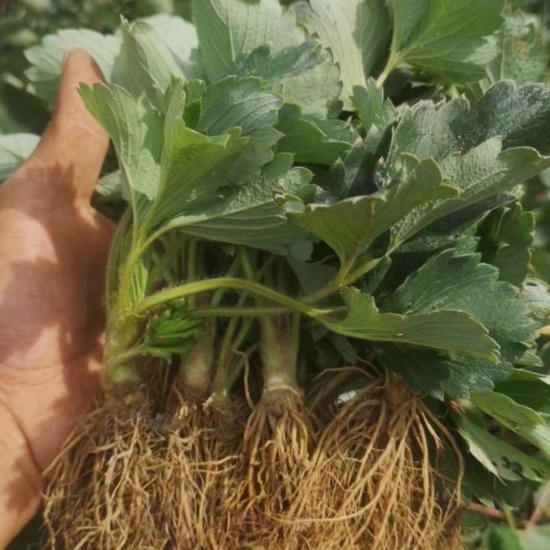 天使AE草莓苗、果子大，口感香甜，成活率高，品种优良