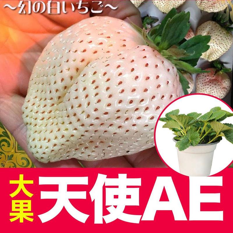 天使AE草莓苗、果子大，口感香甜，成活率高，品种优良