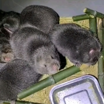 山鼠