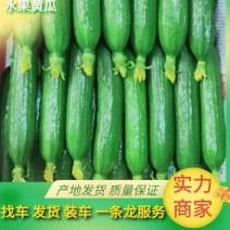 【水果黄瓜】精选鲜花小黄瓜新鲜爽口优质货源全国发货
