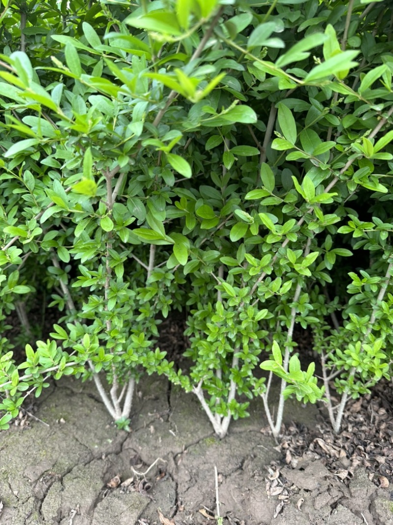 水蜡.假植水蜡.水蜡小苗.杯苗水蜡.40-80高水蜡.