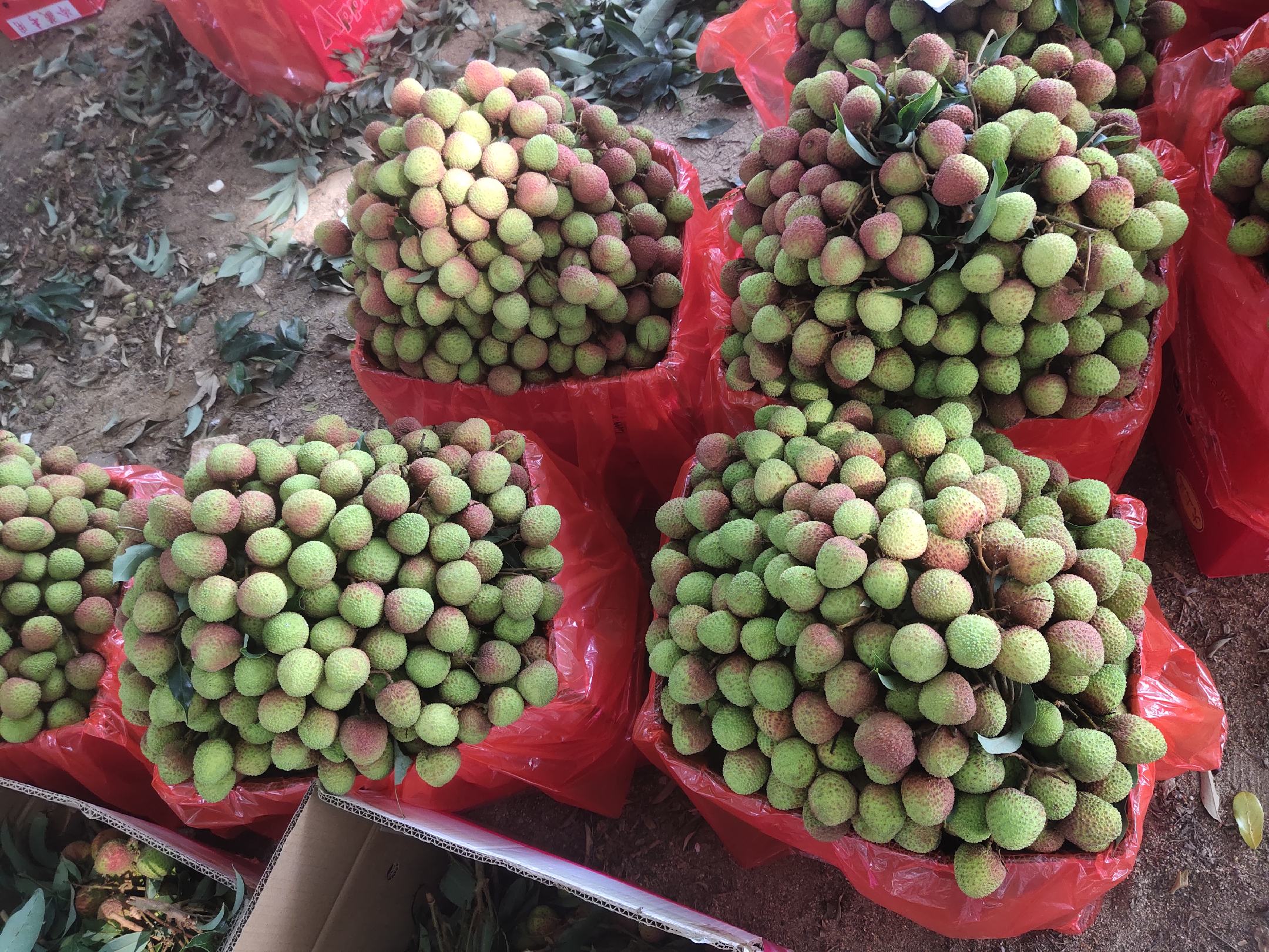 新鲜荔枝与变质荔枝对比图