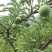 貴州六枝月亮河乡蜂糖李