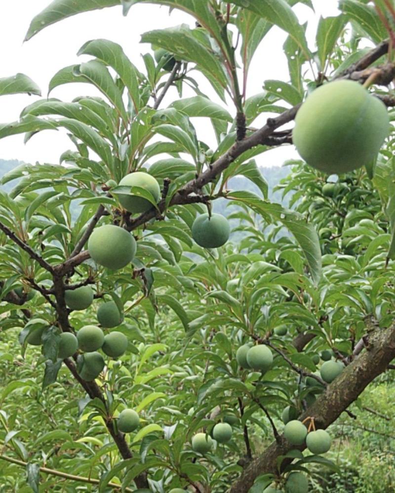 貴州六枝月亮河乡蜂糖李