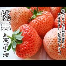 桃熏脱毒草莓苗，口感甜味重个头大，光泽先亮，成活率高
