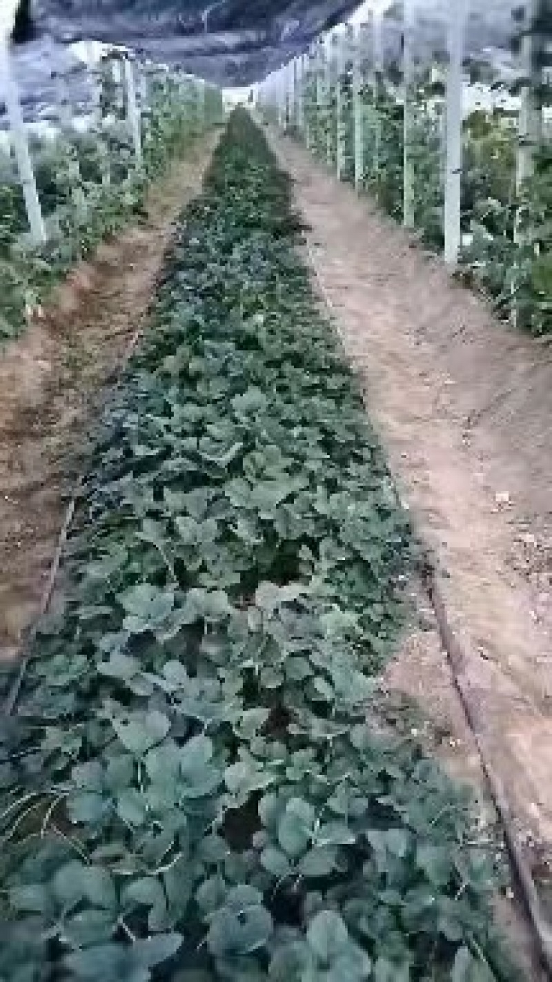 桃熏脱毒草莓苗，口感甜味重个头大，光泽先亮，成活率高